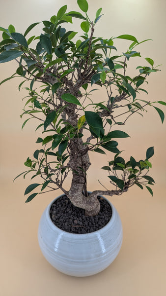 'Hal' the Chinese Banyan XXXL - #907