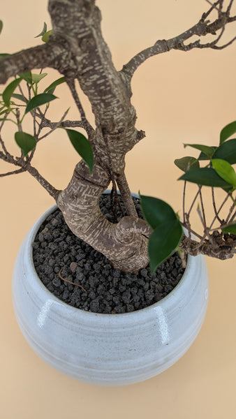 'Hal' the Chinese Banyan XXXL - #907
