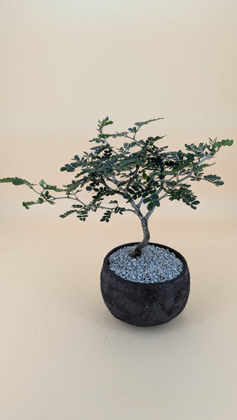 'Walter' the Texas Ebony - #901