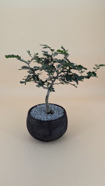 'Walter' the Texas Ebony - #901