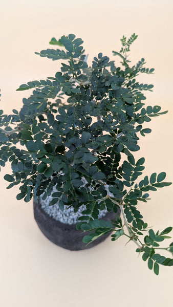 'Walter' the Texas Ebony - #901