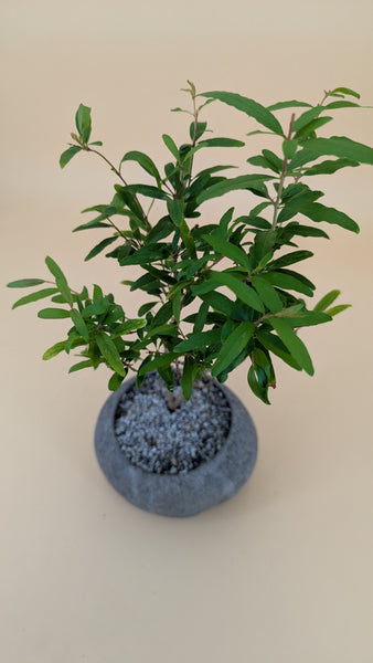 'Palmer' the Dwarf Pomegranate - #900