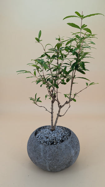 'Palmer' the Dwarf Pomegranate - #900