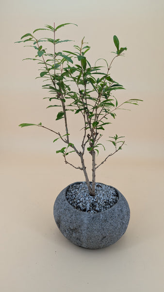 'Palmer' the Dwarf Pomegranate - #900
