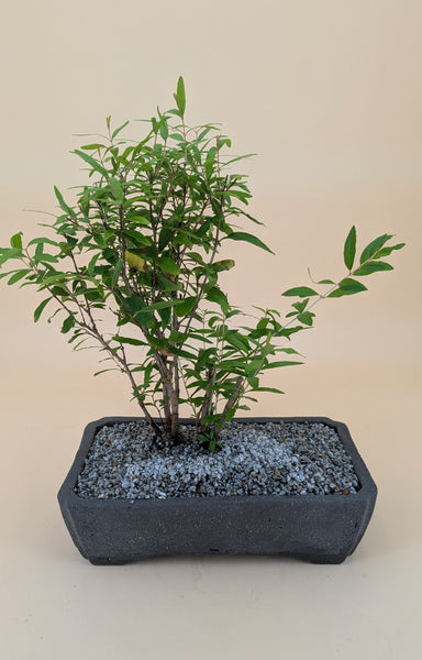 'Palmer' the Dwarf Pomegranate - #899