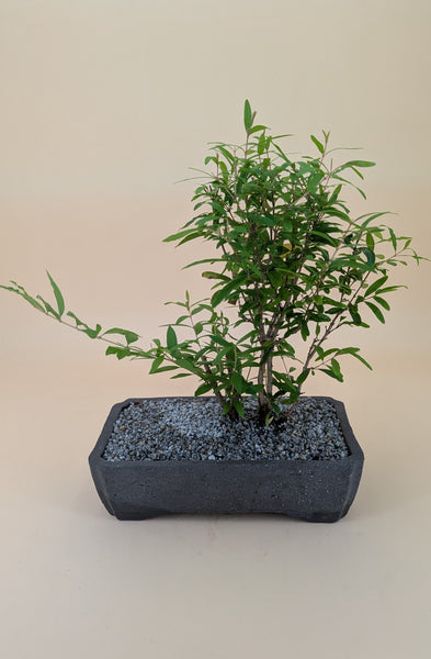 'Palmer' the Dwarf Pomegranate - #899