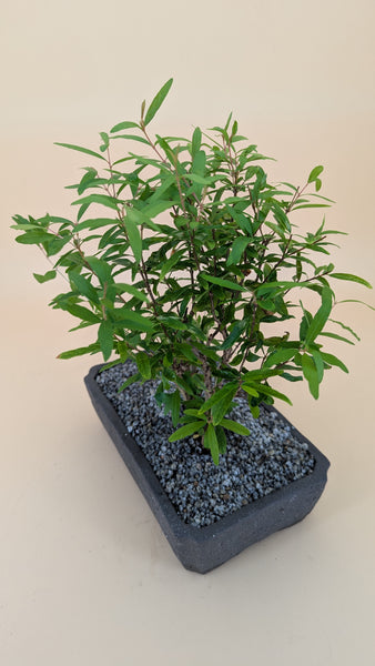 'Palmer' the Dwarf Pomegranate - #899