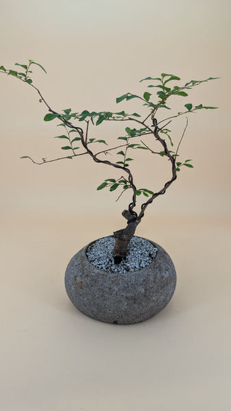 'Zen' the Chinese Elm - #854
