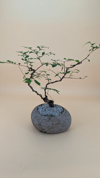 'Zen' the Chinese Elm - #854