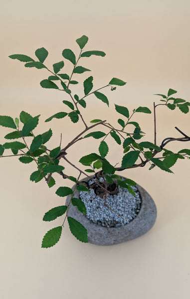 'Zen' the Chinese Elm - #854