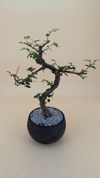 'Zen' the Chinese Elm - #840