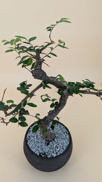 'Zen' the Chinese Elm - #840