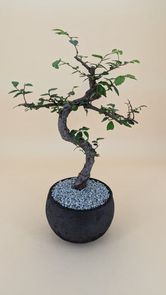 'Zen' the Chinese Elm - #840