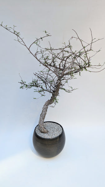 'Wyatt' the Elephant Tree - #923