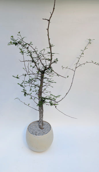 'Wyatt' the Elephant Tree - #924