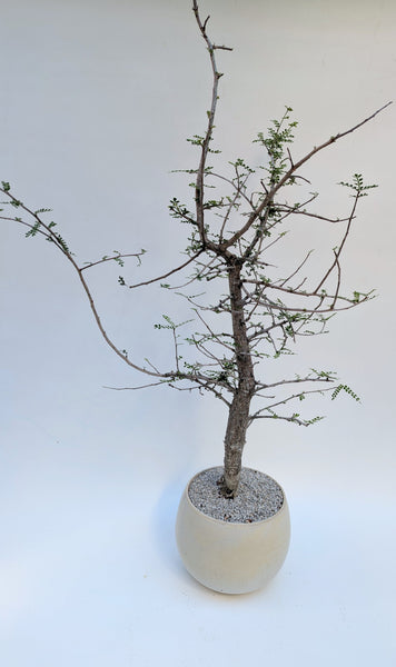 'Wyatt' the Elephant Tree - #924