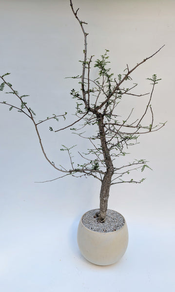 'Wyatt' the Elephant Tree - #924