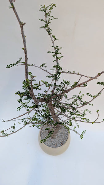 'Wyatt' the Elephant Tree - #924