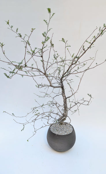 'Wyatt' the Elephant Tree - #925