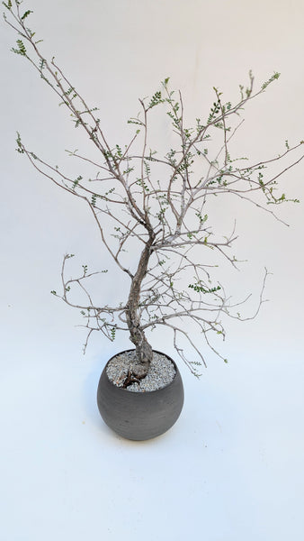 'Wyatt' the Elephant Tree - #925