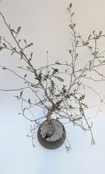 'Wyatt' the Elephant Tree - #925