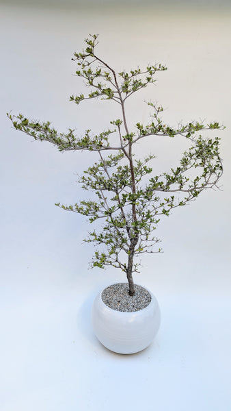 'Dora' the Spiny Black Olive - #917