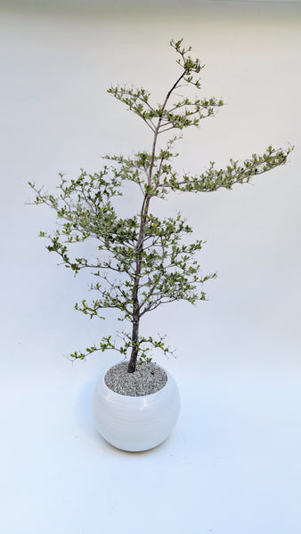'Dora' the Spiny Black Olive - #917