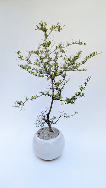 'Dora' the Spiny Black Olive - #918