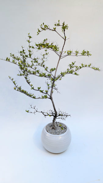 'Dora' the Spiny Black Olive - #918