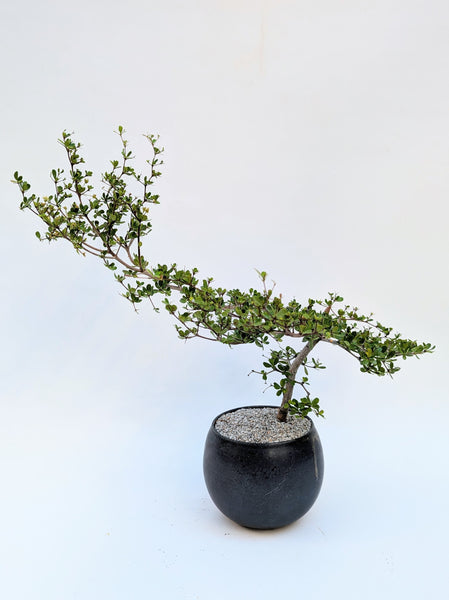 'Dora' the Spiny Black Olive - #919