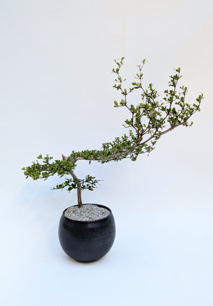 'Dora' the Spiny Black Olive - #919