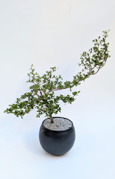 'Dora' the Spiny Black Olive - #919