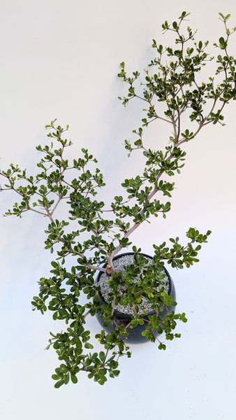 'Dora' the Spiny Black Olive - #919