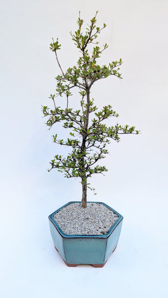 'Dora' the Spiny Black Olive - #920