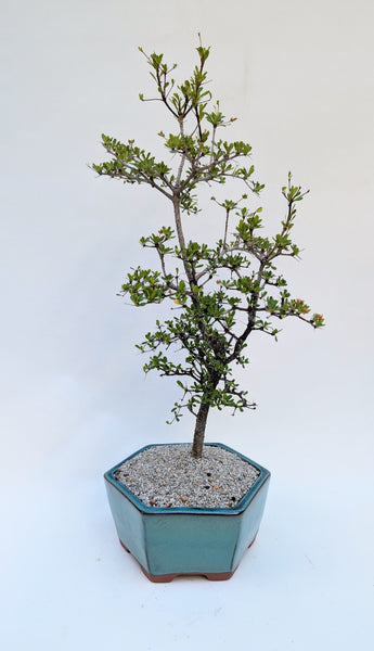'Dora' the Spiny Black Olive - #920