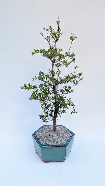 'Dora' the Spiny Black Olive - #920