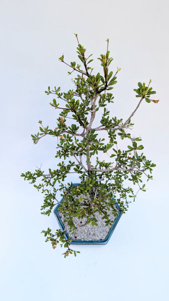 'Dora' the Spiny Black Olive - #920