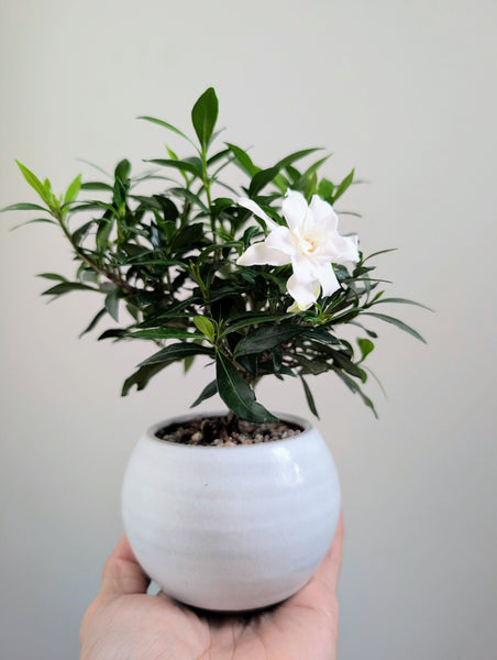 'Deni' the Radicans Gardenia