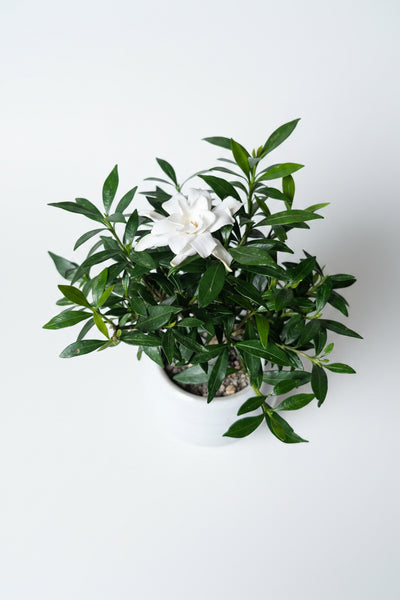 'Deni' the Radicans Gardenia