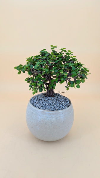 'Goldie' the Gold Elephant Bush
