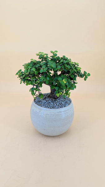 'Goldie' the Gold Elephant Bush