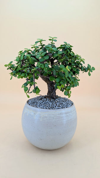 'Goldie' the Gold Elephant Bush