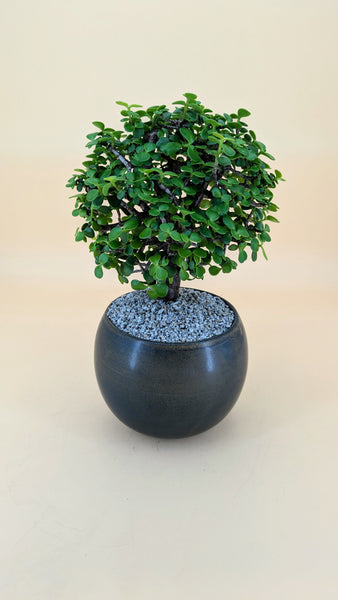 'Goldie' the Gold Elephant Bush
