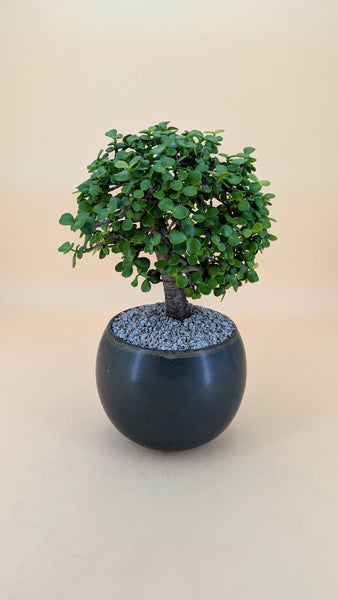 'Goldie' the Gold Elephant Bush