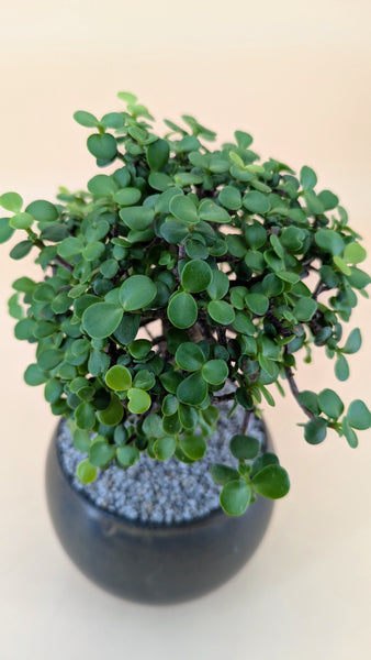 'Goldie' the Gold Elephant Bush