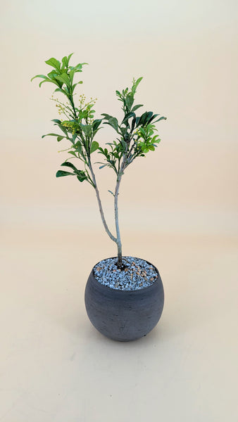 'Guchi' the Chinese Perfume Tree