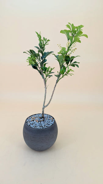 'Guchi' the Chinese Perfume Tree