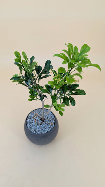 'Guchi' the Chinese Perfume Tree
