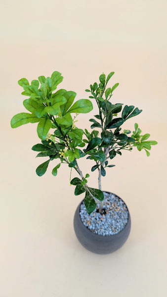 'Guchi' the Chinese Perfume Tree