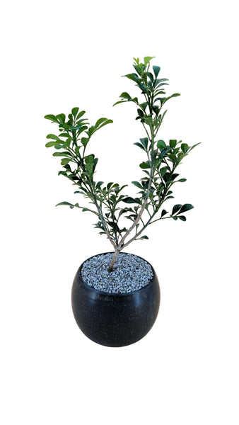 'Guchi' the Chinese Perfume Tree